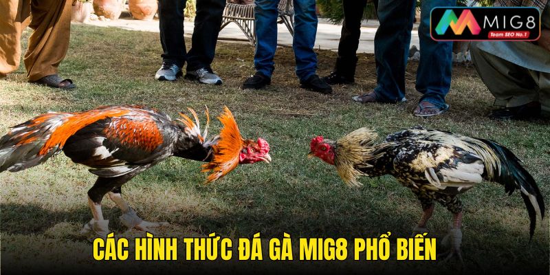 Các hình thức đá gà MIG8 phổ biến nhất hiện nay